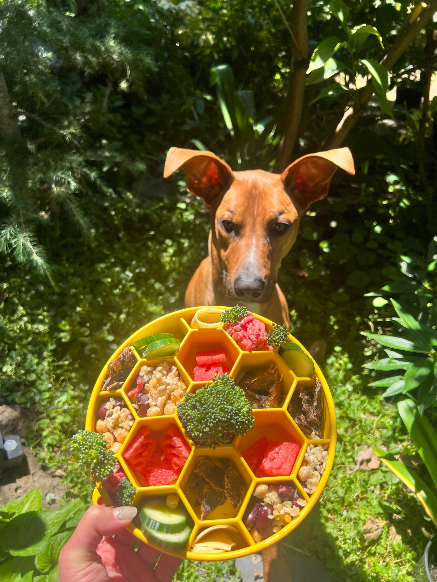 Honey Bee Enrichment Bundle