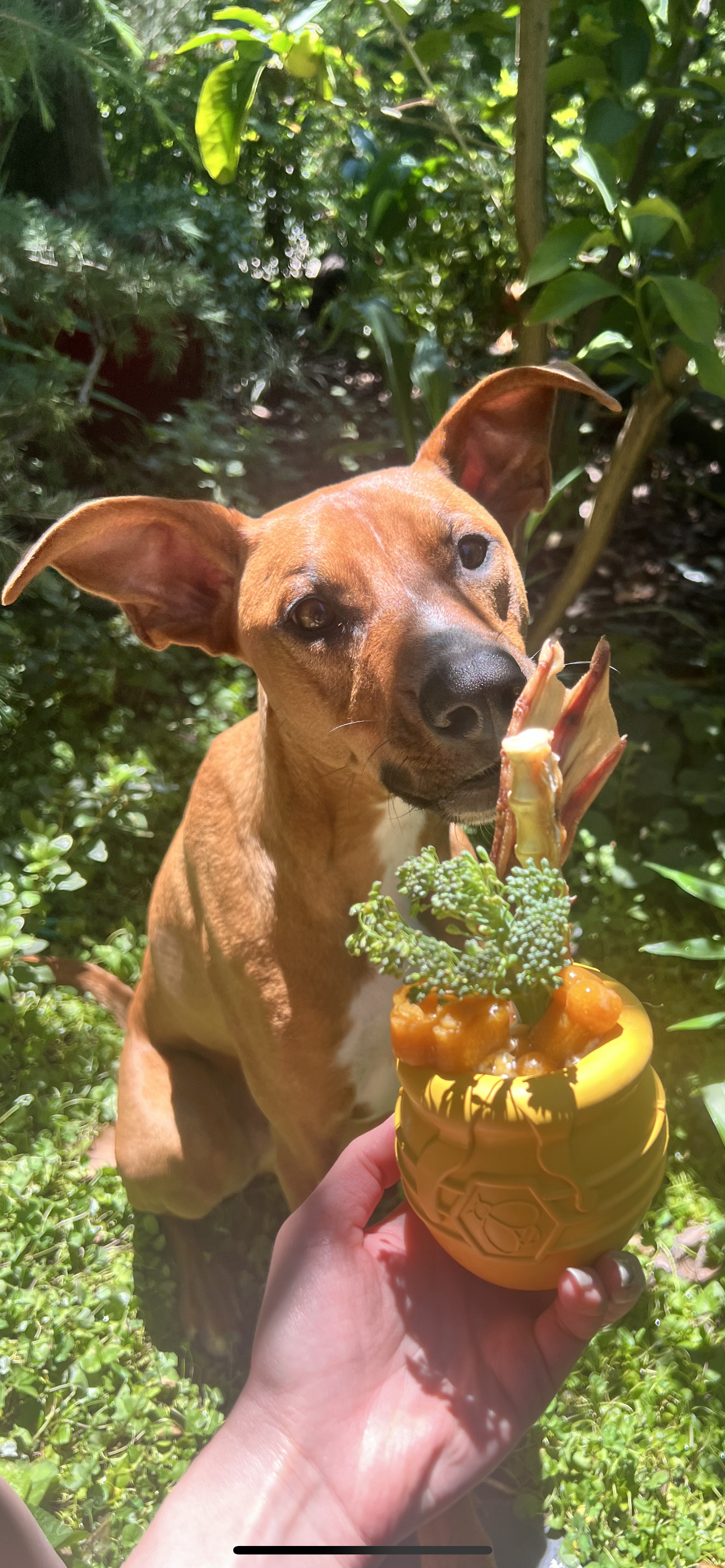 Honey Pot (Sodapup Durable Treat Dispenser & Enrichment Toy)