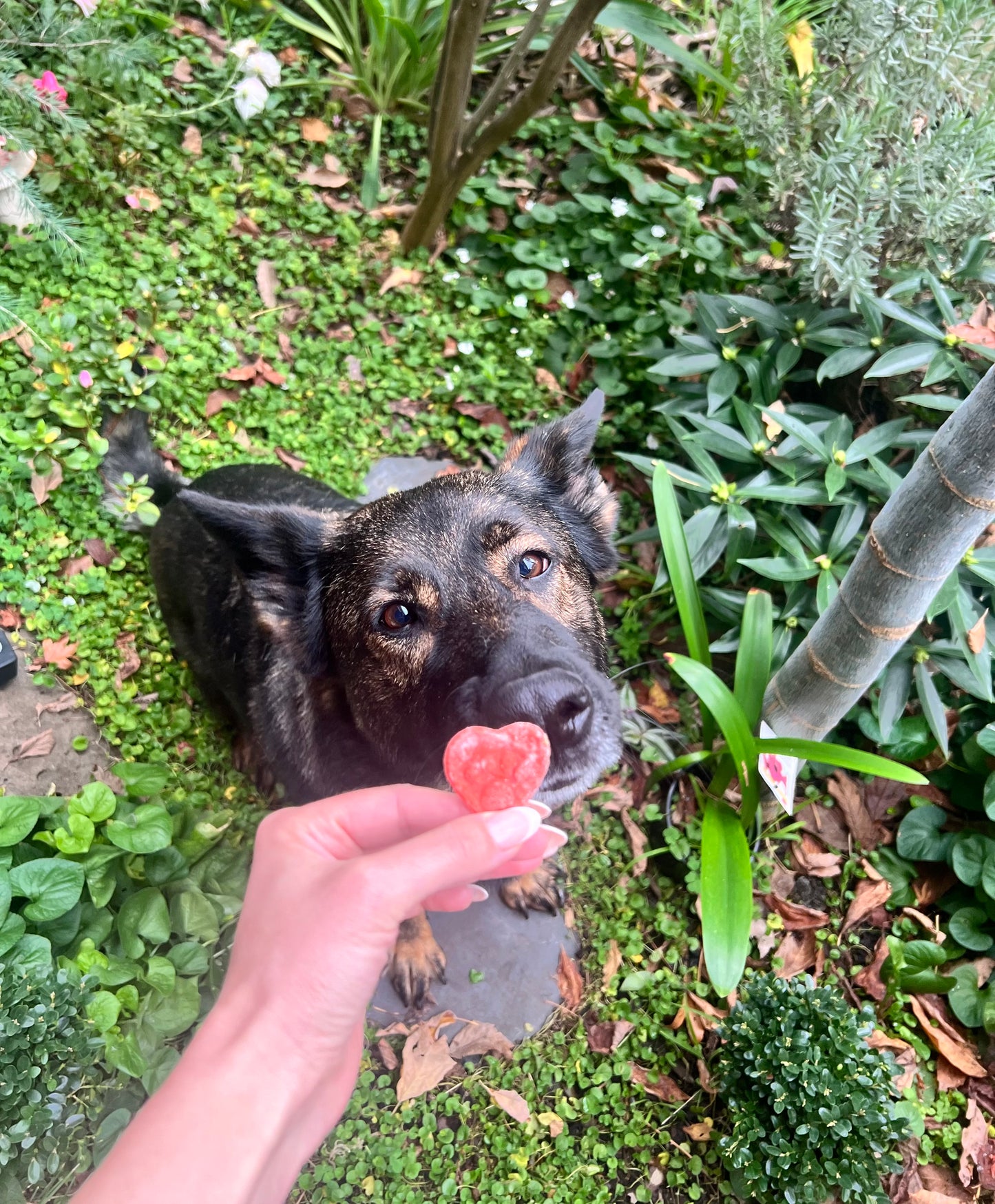 Vegetarian | Paw Me Some Love (Mini Cookies)