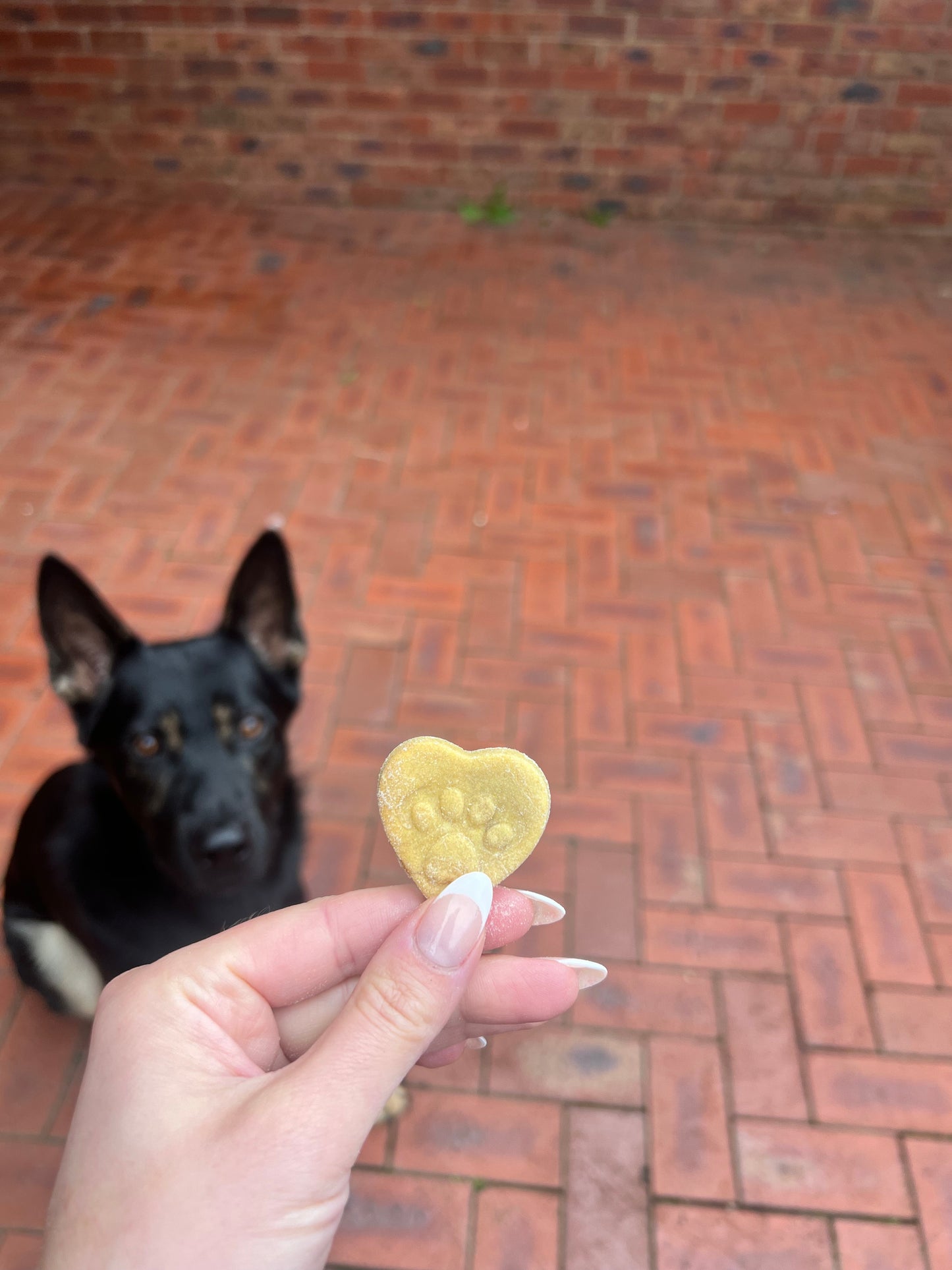 Vegetarian | Paw Me Some Love (Mini Cookies)